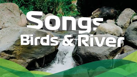 🔴💦 9 Hours Morning Bird Songs And River Sounds For The Best Start Of