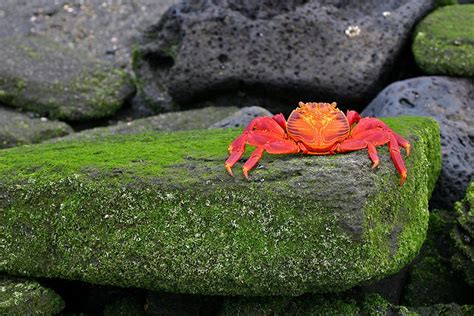 6 Perfectly Adapted Galapagos Animals Exodus Travels