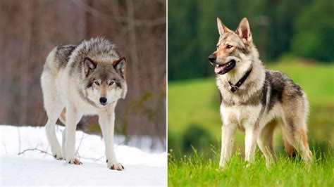 Recolectar 144 Images Diferencia Entre Lobo Y Perro Viaterra Mx