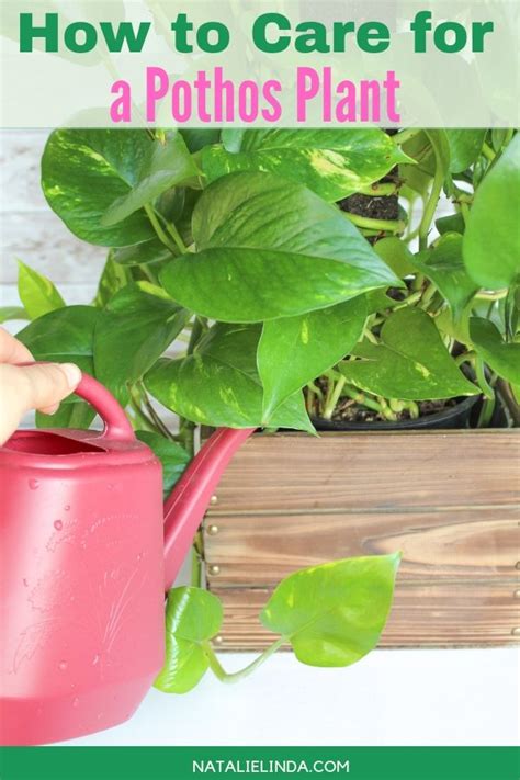 The Pothos Plant Is One Of The Easiest Plants To Grow This Indoor