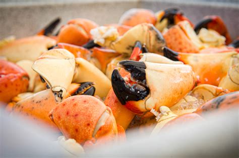 Florida Stone Crab season is back—BUT there are some changes - Florida ...