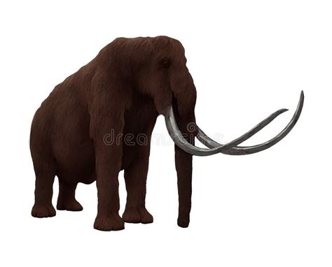 Woolly Mammoth Standing Ice Age Isolated, Transparent Background Stock ...