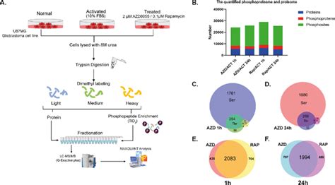 Summary Of The Phosphoproteomic And Proteomic Analysis A Workflow