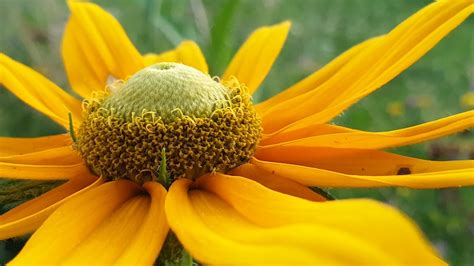 Pflegebedürfnisse von Nagetieren für ihre Gesundheit