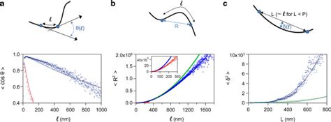 Three Distinct Measures Used To Calculate The Persistence Length The