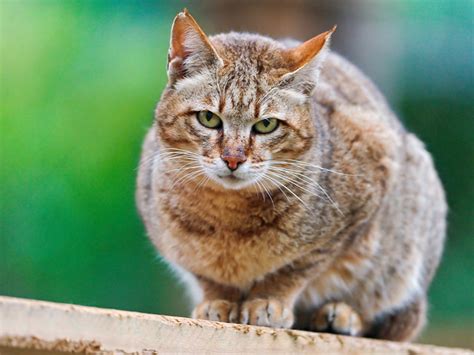 Wild cat posing | Flickr - Photo Sharing!