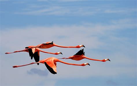 Have You Ever Seen A Flamingo Fly You Need To Come To The Yucatan