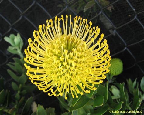 Yellow Pincushion Protea