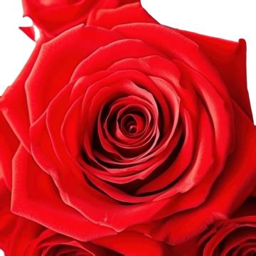 Rosas En Floristería Rosa Roja Brillante Para El Día De San Valentín