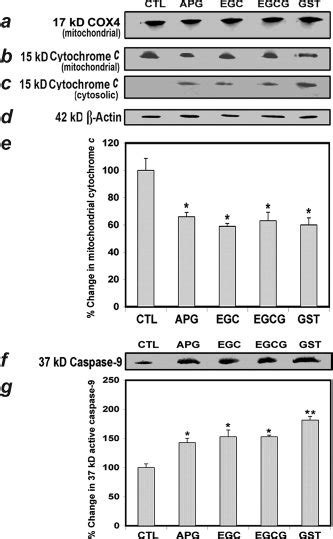 Western Blot Analysis For Determining Cytochrome C Release From