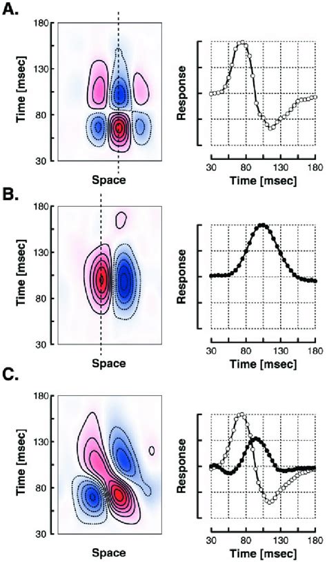 Spatiotemporal Receptive Fields For Different Classes Of Simple Striate Download Scientific