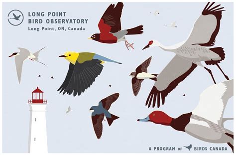 Long Point Bird Observatory - Birds Canada | Oiseaux Canada