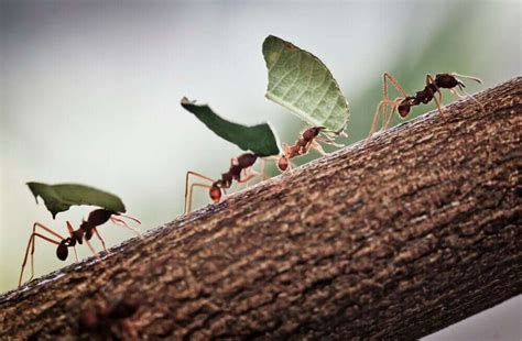 Top 10 Interesting Facts About Ants Sprintally®