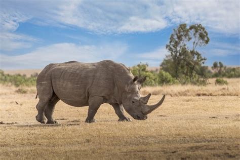 Nashorn Wilderei In S Dafrika Merklich Angestiegen