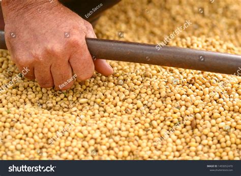 Soybean Plantations Handling Brazilian Agribusiness Brazilian Stock