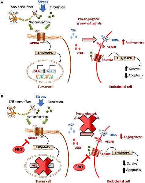 Frontiers Adrenergic Angiogenic Crosstalk In Head And Neck Cancer