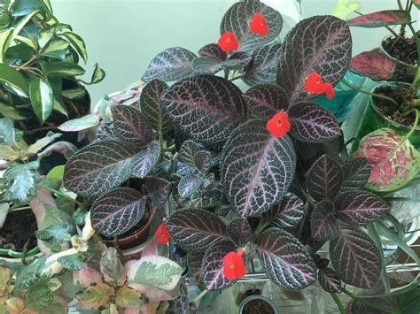 Photo Of The Entire Plant Of Episcia Kee Wee Posted By Skylark