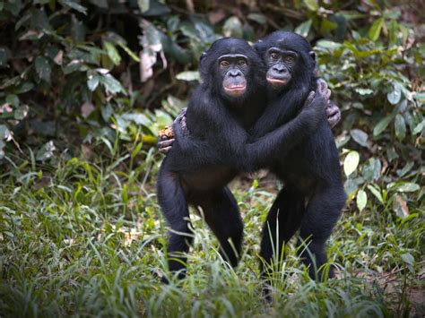 Bonobo H Bitat Alimentaci N Tipos Y Amenazas Cumbre Pueblos