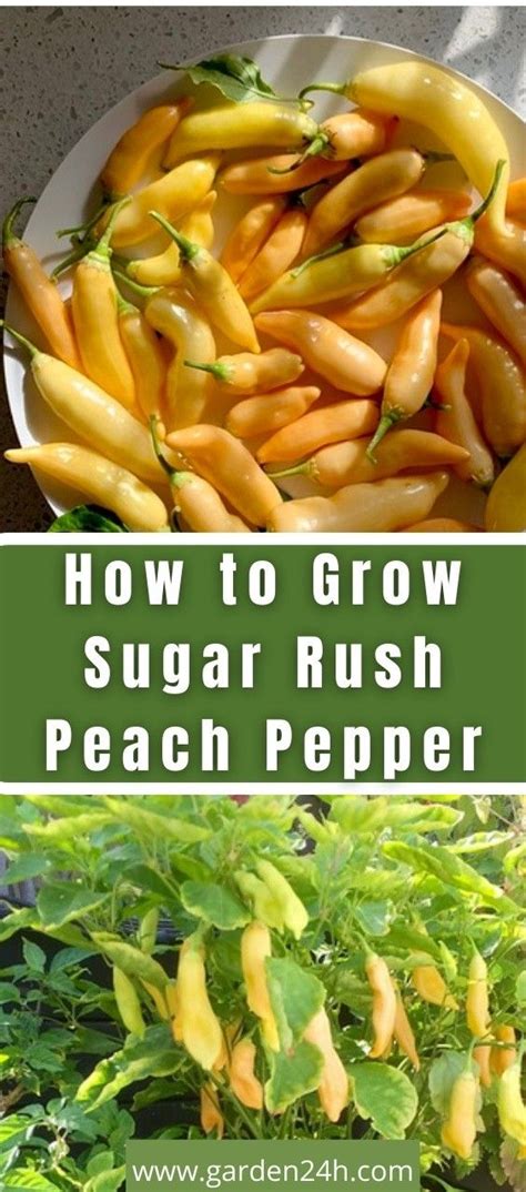 How To Grow Sugar Rush Peach Pepper Full Guide Artofit