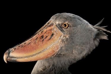 Shoebill, facts and photos