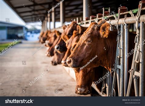 127,762 Beef Cattle Dairy Images, Stock Photos & Vectors | Shutterstock