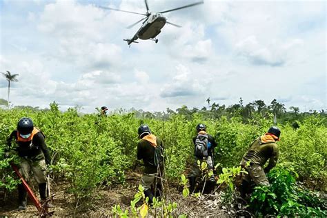 Ucayali erradican más de 250 hectáreas de cultivos ilegales de hoja de