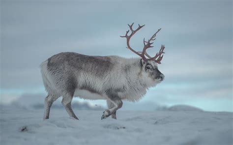 Pin by Graeme Thomas on Deer | Svalbard reindeer, Animals wild, Deer ...