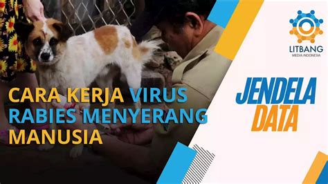 Kasus Rabies Melonjak Di Indonesia Waspada Penularan Dan Penyebarannya