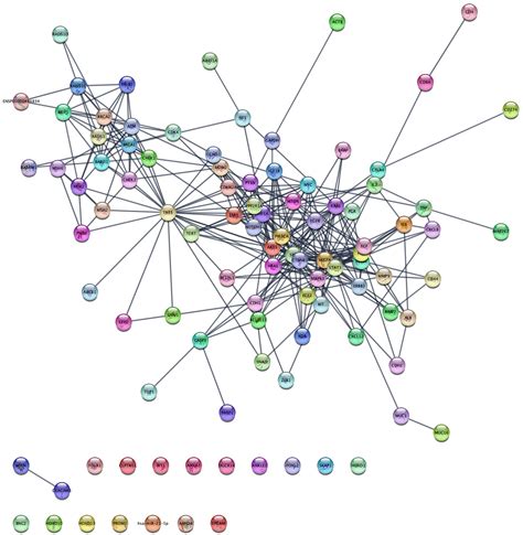 DE Genes Network Analysis