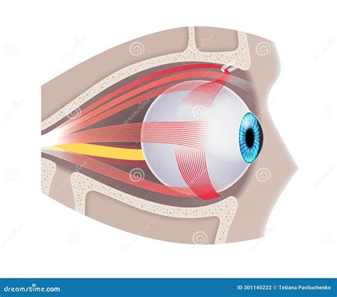 Extraocular Muscles Anatomy Vector Illustration CartoonDealer