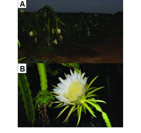 A Cultivo De Pitahaya Hylocereus Spp Durante Florescimento