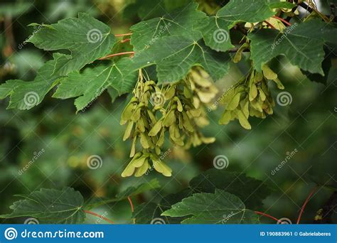 Branches With Seeds Of Acer Pseudoplatanus Tree Stock Image Image Of