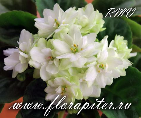 Н-Снежный Георгин (Н. Бердникова) - FloraPiter.Ru коллекционные ФИАЛКИ ...