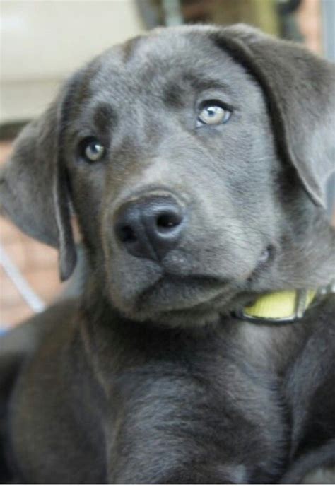 Charcoal Lab My New Addition Charcoal Lab Puppies Lab Puppies