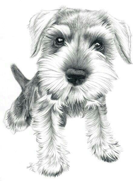 Dibujos De Perros Schnauzer Para Colorear Vsun