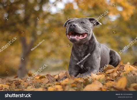 Best English Staffordshire Bull Terrier Royalty Free Images Stock