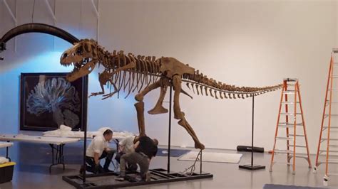 A Million Year Old T Rex Relative S Skeleton Will Be Auctioned This