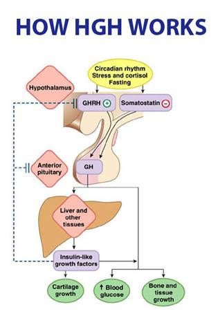 What Is Growth Hormone?