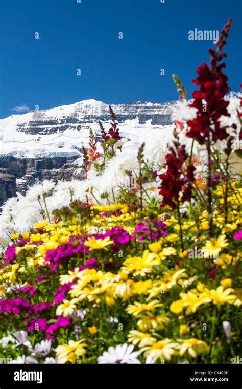 The Victoria Glacier Above Lake Louise In The Canadian Rockies Is