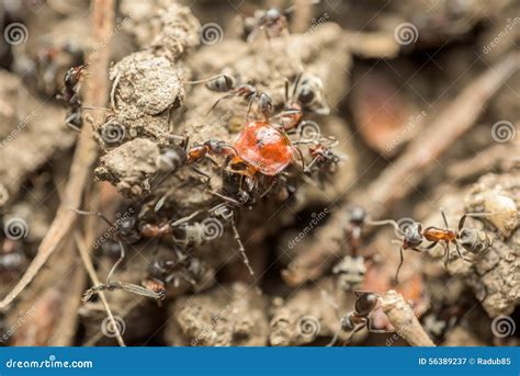 A Swarm Of Ants In The Air. Season Of Reproduction In Ants. Winged Ants ...