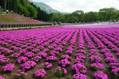 死ぬまでに行きたい埼玉県の絶景15選｜異世界ひとり旅