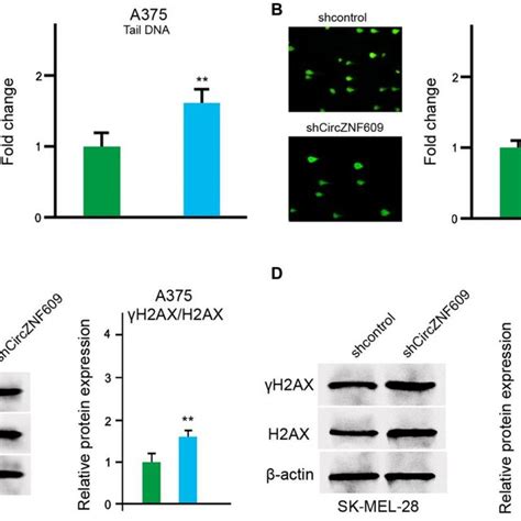 Circznf609 Inhibits Dna Damage In Melanoma Cells A D The A375 And