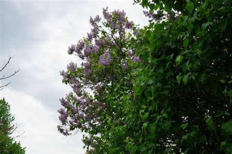 Lilac Syringa Vulgaris Bush Blooms In Mei Berlijn Duitsland Stock