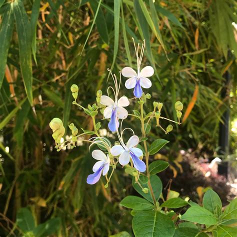 These flowers look like butterflies : mildlyinteresting