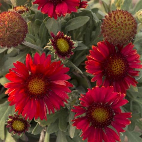 Gaillardia Aristata Mesa Red Kok Rdavir G Florapont