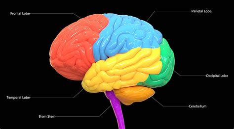 Fondo Anatomía De Los Lóbulos Cerebrales Etiquetados Como órgano