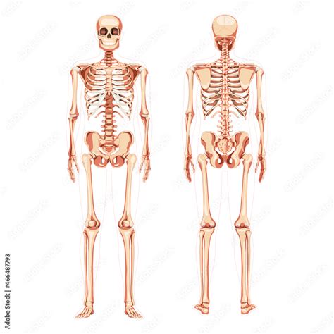 Skeleton Human Diagram Realistic Front Back View Set Of Flat Natural