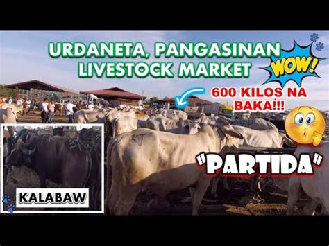 Murang Bilihan Ng Mga Hayop Baka At Kalabaw Partida Livestock Market