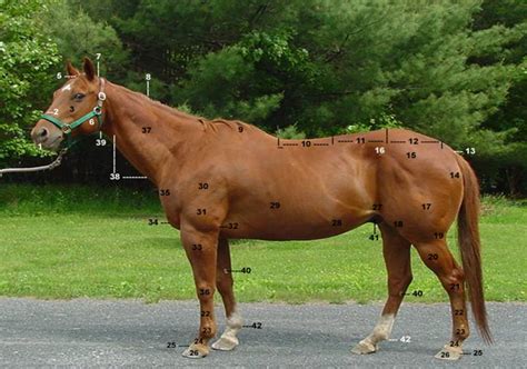 Horse Anatomy Diagram Quizlet