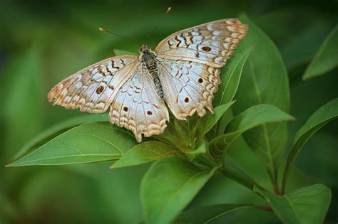 Mariposa Azul Insecto Foto Gratis En Pixabay Pixabay